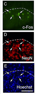 Figure 2cde